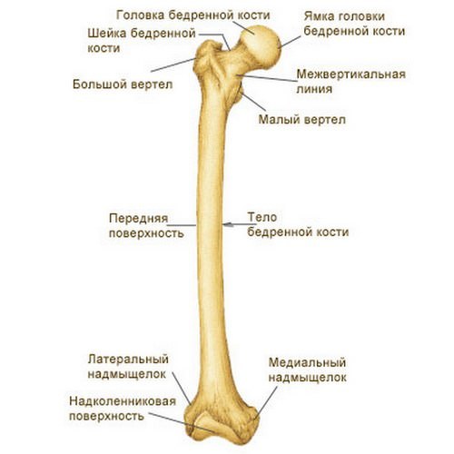 Патологический перелом бедренной кости: провоцирующие факторы, клиническая картина, методы обследования и лечения