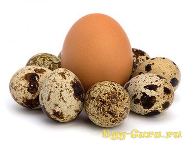Перепелиные яйца – пищевая ценность продукта, вред и польза, сравнение с куриными