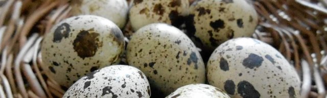 Перепелиные яйца – пищевая ценность продукта, вред и польза, сравнение с куриными
