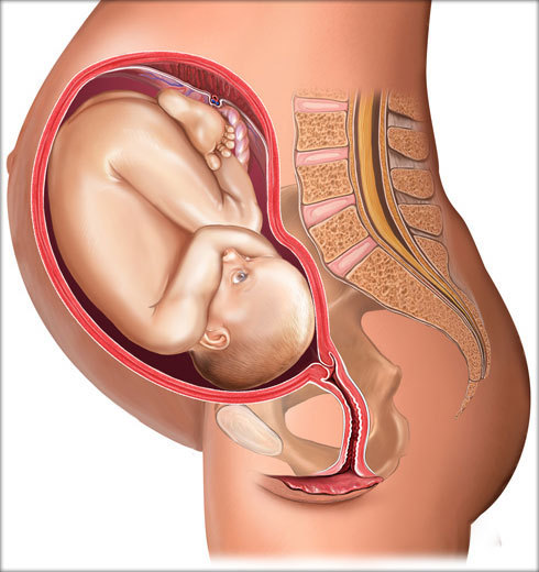 Пиелонефрит: симптомы и особенности течения болезни у беременных
