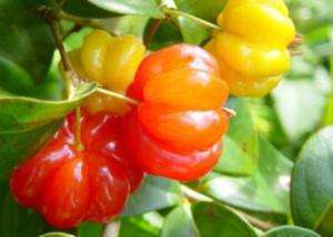 Питанга: пищевая ценность суринамской вишни, полезные свойства, возможный вред