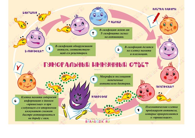 Почему ребенок часто болеет в детском саду: признаки и симптомы ослабленного иммунитета