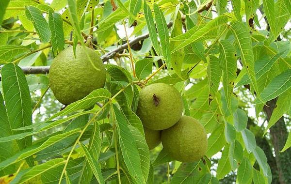 Польза черного ореха, химический состав плодов и листьев, использование в медицине, возможный вред от настойки
