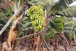 Польза и вред банана: состав, пищевая ценность, применение в лекарственных целях  