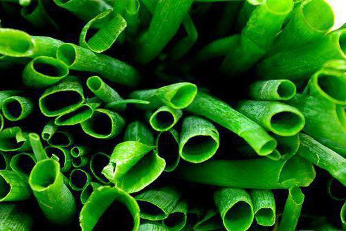 Полезные свойства и вред зеленого лука, противопоказания и правильное употребление