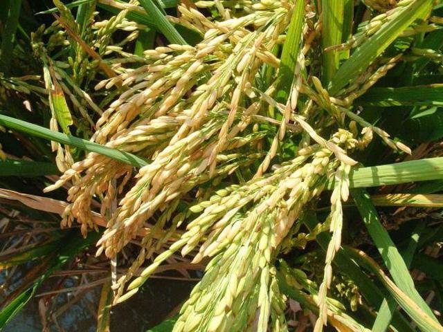 Полезные свойства коричневого риса, пищевая ценность и химический состав крупы