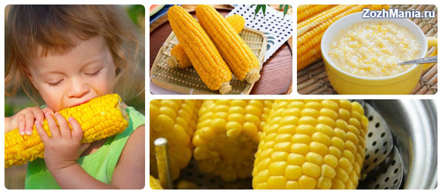 Полезные свойства кукурузы и ее вред для организма человека, использование в народной медицине