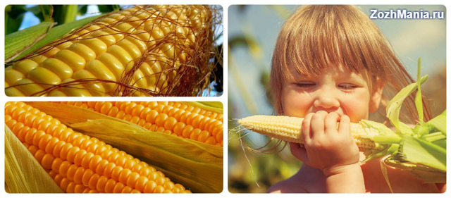 Полезные свойства кукурузы и ее вред для организма человека, использование в народной медицине