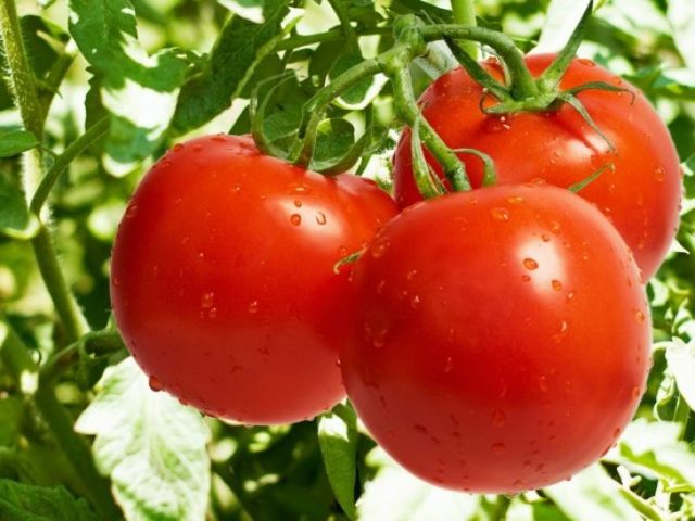 Полезные свойства томатов, химический состав и пищевая ценность, вред и противопоказания