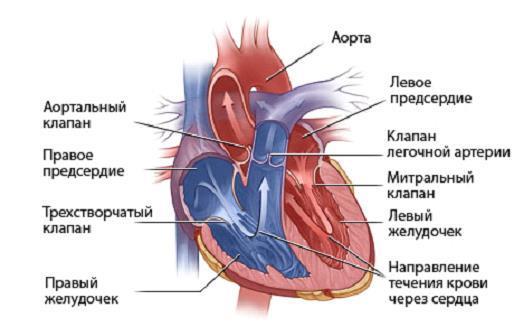 Пороки сердца – что это такое, классификация, причины возникновения, механизм нарушения кровообращения