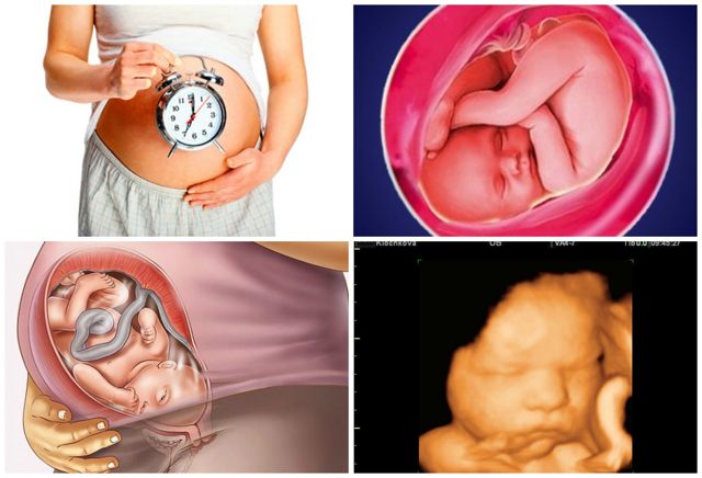 Предвестники родов у первородящих и повторнородящих на 38, 39 неделе