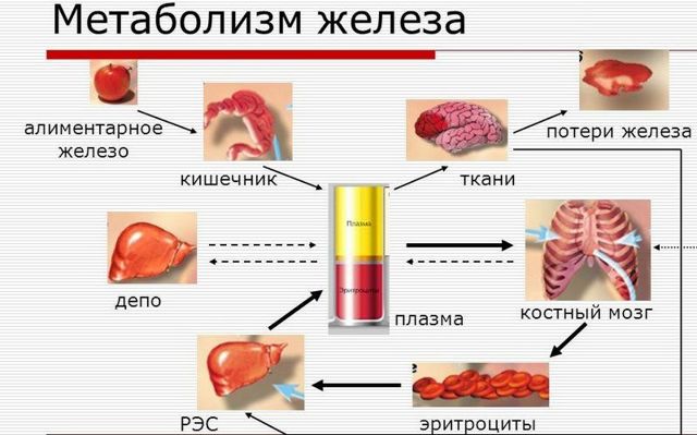 Препараты железа при анемии: какие лекарства при заболевании наиболее эффективны