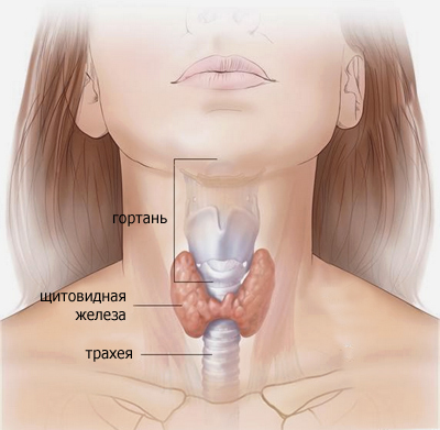 Признаки заболеваний щитовидной железы: перечень распространенных симптомов заболеваний щитовидной железы