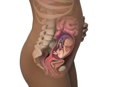 Развитие плода и шевеления, боли и выделения на 22 неделе беременности