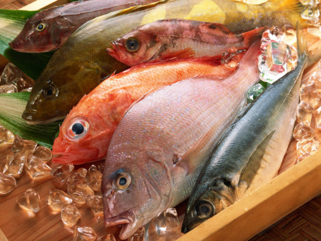 С какой рыбы начинать прикорм, как приготовить рыбу для прикорма, как вводить рыбу