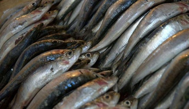 Сардина: состав, польза и вред для организма, рецепты с консервированной рыбой
