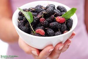 Шелковица: состав и полезные свойства, возможные противопоказания, использование ягод для похудения