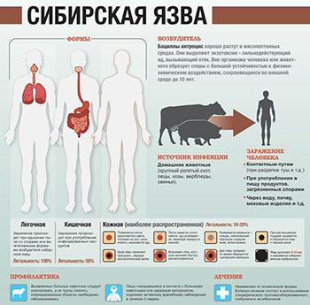 Сибирская язва: как проявляется, профилактика и диагностика