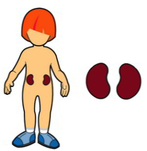 Симптомы и причины появления крови в моче, диагностика и лечение гематурии