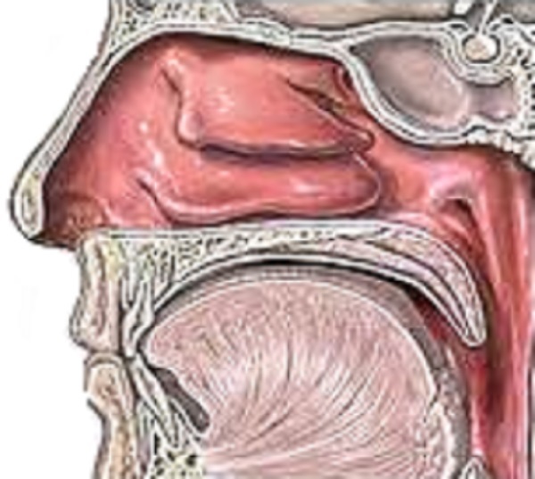 Склерома верхних дыхательных путей – носа и гортани, диагностика и симптомы