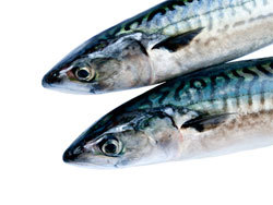 Скумбрия: химический состав, польза и вред для организма, правила выбора и хранения рыбы