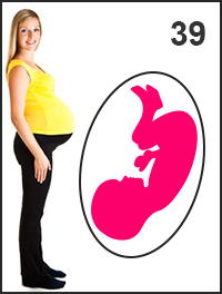 Тридцать девятая неделя беременности: вес, рост и размер ребенка, важные медицинские обследования и УЗИ, предвестники родов, неприятные признаки и симптомы