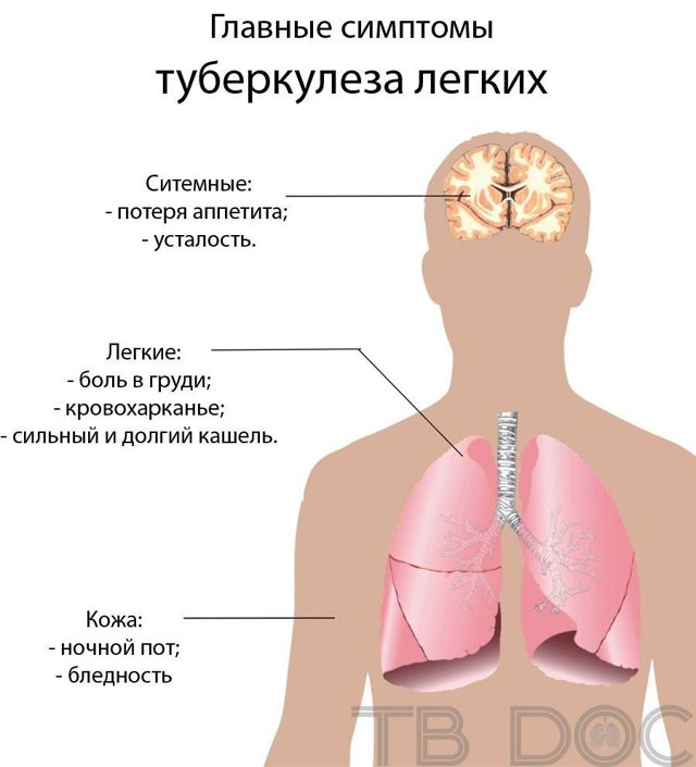 Туберкулез печени: основные признаки, методы диагностики и лечения, прогнозы врачей
