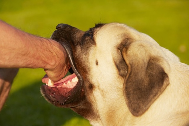 Укус собакой человека: бешенство человека после укуса собаки, симптомы после укуса собакой человека
