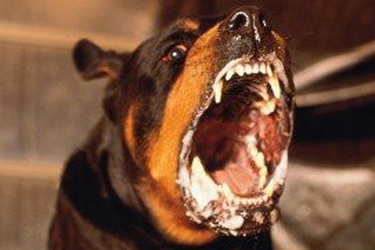 Укус собакой человека: бешенство человека после укуса собаки, симптомы после укуса собакой человека