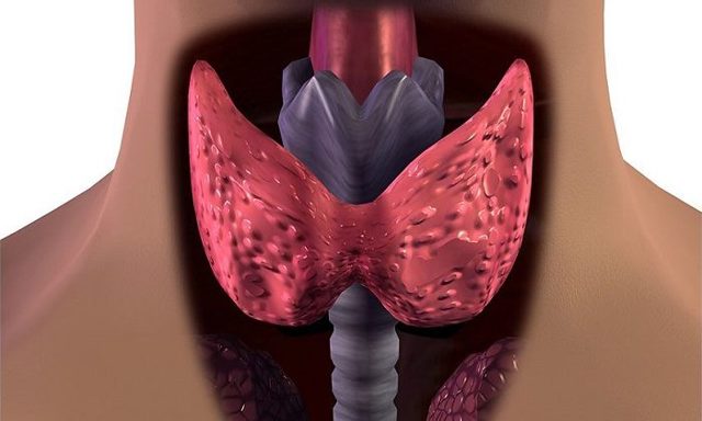 Увеличиваются узлы в щитовидной железе, принимать ли тироксин-л?