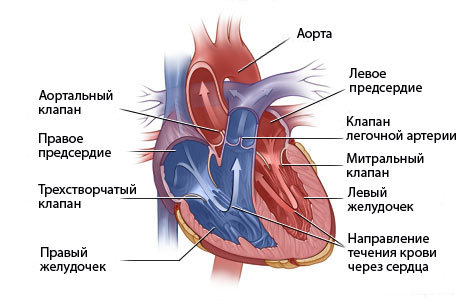 Врожденные пороки сердца и причины их возникновения, систематизация