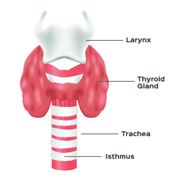 Заболевания щитовидной железы у мужчин: причины возникновения, характерные симптомы, методы лечения и профилактики