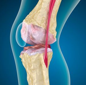 Хондропротекторы при артрозе коленного сустава: что это, особенности назначения медикаментов, механизм действия, когда назначают, отзывы