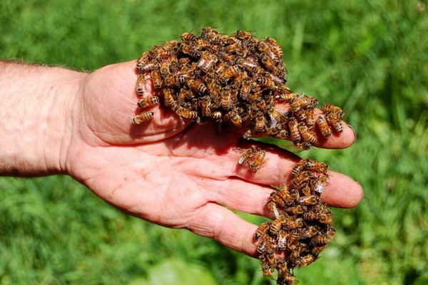 Лечение остеохондроза пчелиными укусами – апитерапия: особенности терапии ядом, полезные свойства, реакция организма, польза и вред