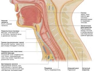 Психосоматика шейного отдела позвоночника, проблемы с шеей: что вызывает мышечные зажимы, диагностика и лечение