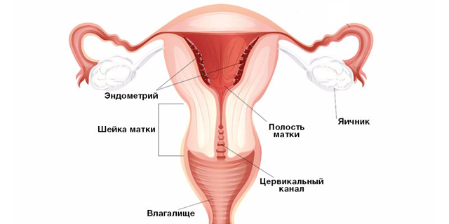 Что происходит в организме женщины во время месячных