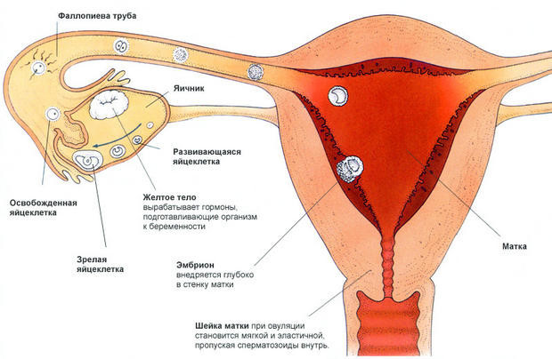 Менструации без овуляции – причины и шансы на зачатие