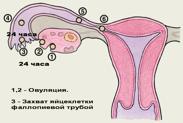 Почему возникают боли в спине при менструации