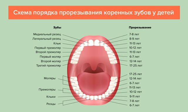 Прорезывание зубов у детей: обзор 5 препаратов и 3 наиболее частые проблемы