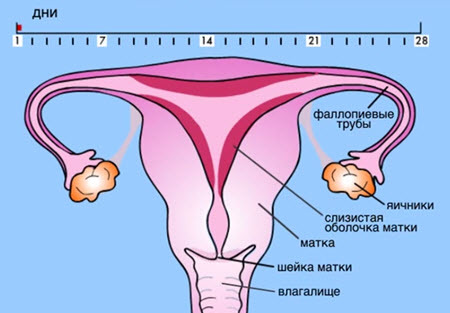 Сбился цикл месячных: как восстановить