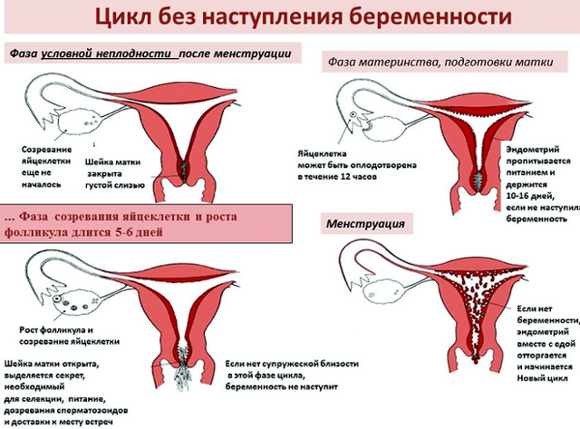 Сбился цикл месячных: как восстановить