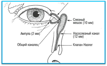 Носослезный канал открывается. Носослезный канал на кт. Расширение носослезного канала.