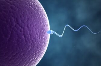 схема яйцеклетка и сперматозоид