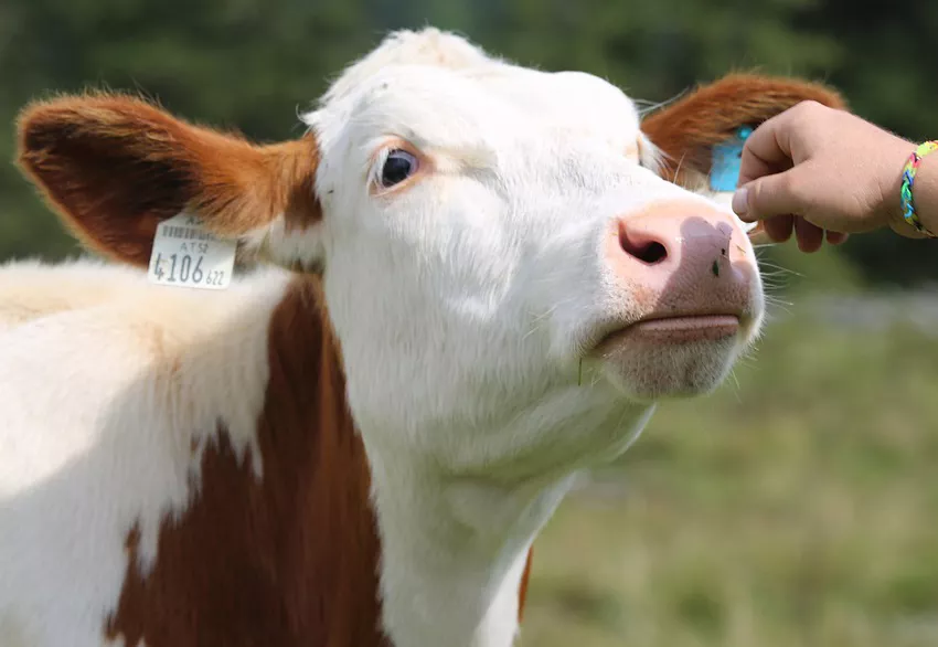 Ветеринарные препараты для коров