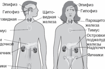 История Развития Эндокринологии и Современные Направления Работы Эндокринологов