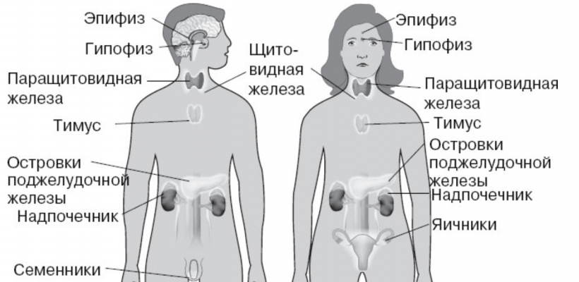 История Развития Эндокринологии и Современные Направления Работы Эндокринологов